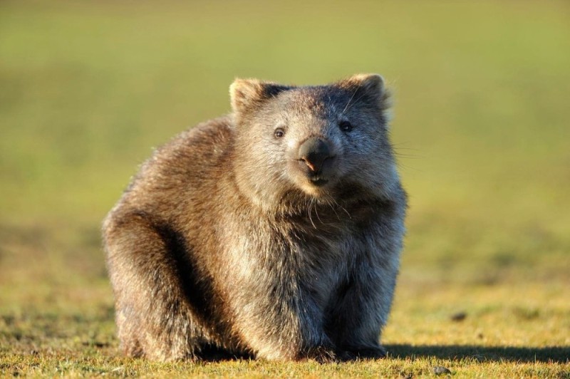 Create meme: wombat animal, wombat is an animal of australia, the wombat is small