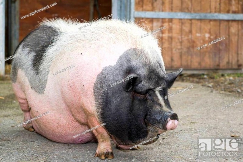 Создать мем: большие свиньи, вьетнамская вислобрюхая свинья, большая свинья