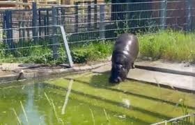 Create meme: pygmy hippopotamus moscow zoo, pygmy hippopotamus in the Rostov zoo, hippopotamus in the Moscow zoo