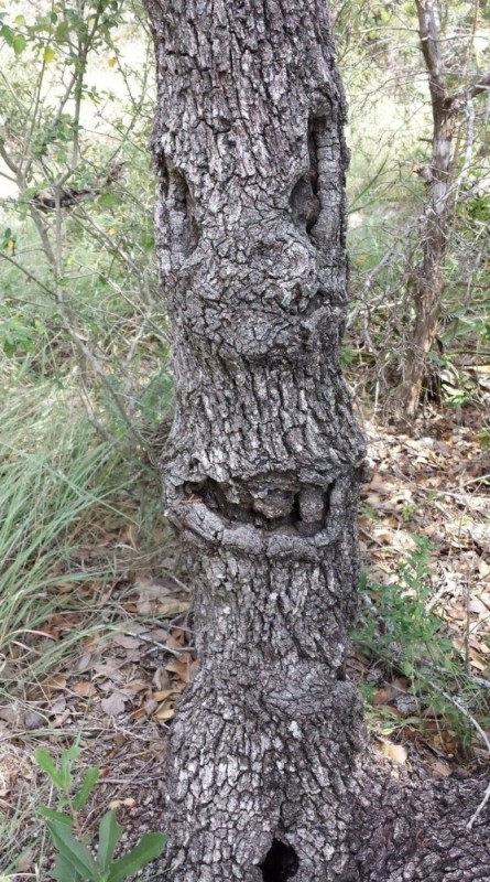 Create meme: acanthocercus atricollis, the trunk of the tree, nature 