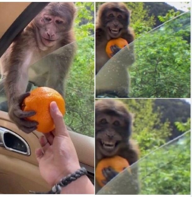 Создать мем: обезьянка с апельсином, реал мадрид, милые обезьяны
