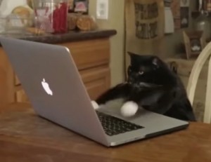 Создать мем: cat, мем котик печатает, мем кошка за клавиатурой