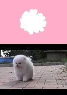 Create meme: Pomeranian dwarf Spitz, Pomeranian, white Pomeranian