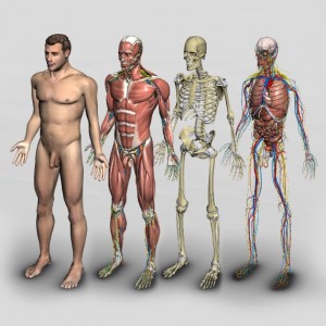 Create meme: the human body, human anatomy