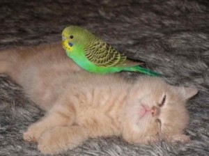 Create meme: seals, parrots, cat and parrot