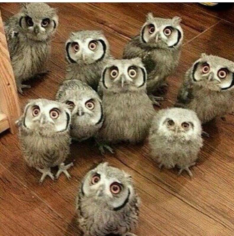 Create meme: funny owlets, funny owls, funny owls