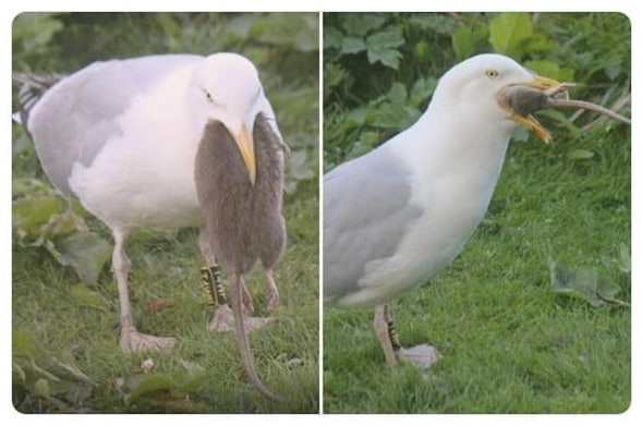 Create meme: Seagull , seagulls seagulls, bird Albatross