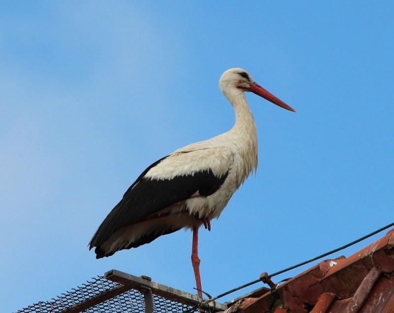Create meme: white stork, stork, bird stork