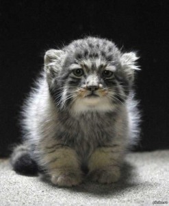 Create meme: wild kitty cat, pallas cat, cub manul
