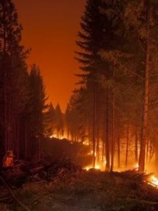 Создать мем: пожар леса, природные пожары в россии, пожар в лесу