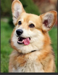 Create meme: puppy Welsh Corgi, Corgi, breed Welsh Corgi