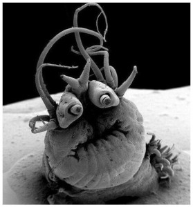Создать мем: морская политеха nereis sandersi, nereis sandersi, морская полихета nereis sandersi под электронным микроскопом