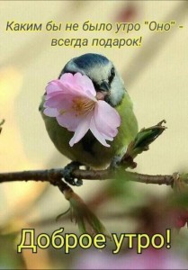Создать мем: птичка в цветах, добрый утро, доброе утро открытки
