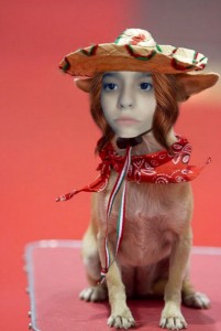 Create meme: a dog in a sombrero meme, Chihuahua, Chihuahua in a Mexican hat