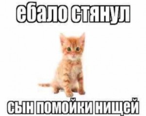 Создать мем: рыжий кот, котики прикольные, котики