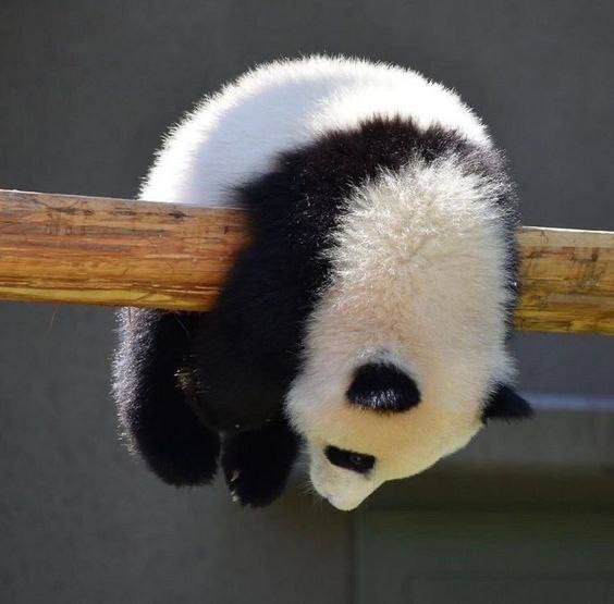 Create meme: funny pandas, giant Panda , animals rare