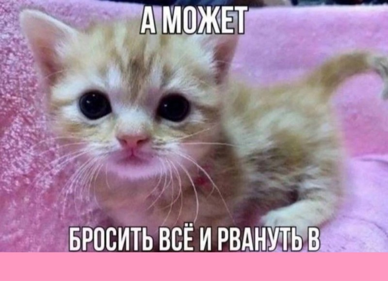 Создать мем: милые котики мемы, кошка, кот