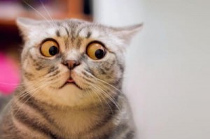 Создать мем: кот смешной, кот в шоке, удивленный котик