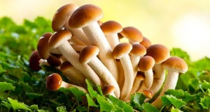 Создать мем: грибы опята ложные и нормальные, опята грибы съедобные и ложные, грибы опята