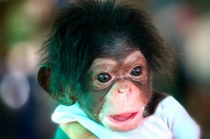 Создать мем: маленькая шимпанзе, улыбка шимпанзе, шимпанзе домашний