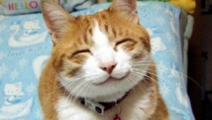Create meme: kitty, seals cuties, smiling cat