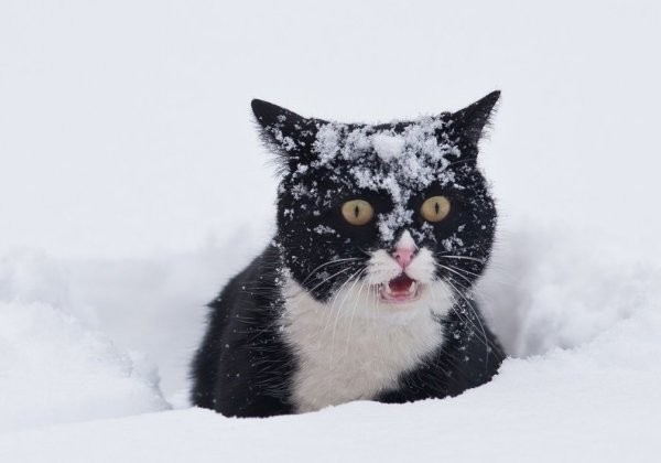 Create meme: cat snow, a cat in a snowdrift, winter cat