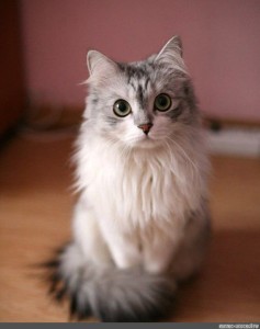 Create meme: grey fluffy cat, cat , Siberian long-haired cat