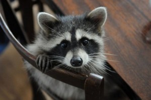 Create meme: raccoons, the raccoon, raccoon at home