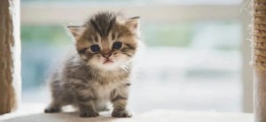 Создать мем: очаровательные котята, котики милые, маленький котенок улыбается
