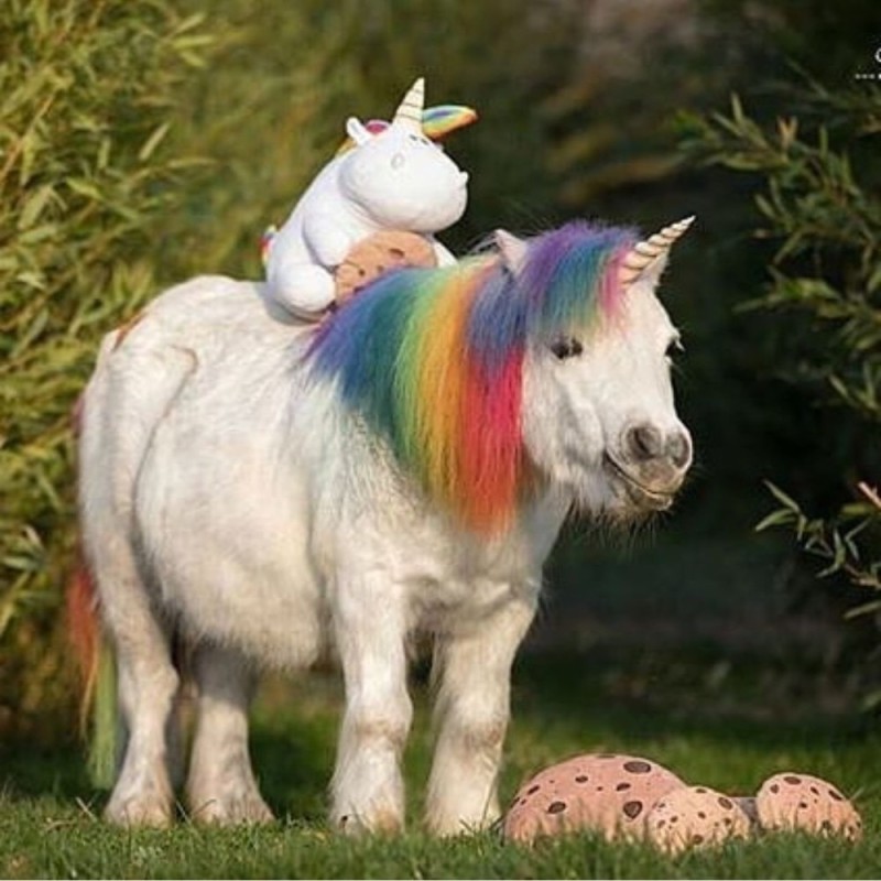 Create meme: unicorn , falabella horse, the unicorn is real