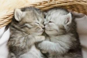 Create meme: kittens cuddling, adorable kittens, cute kittens
