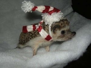 Create meme: Christmas hedgehog under the tree, hedgehog in a Santa hat, hedgehog