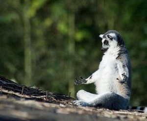 Create meme: sagaseta only sagaseta, a ring-tailed lemur, lemur meditating