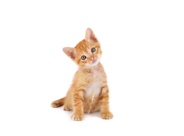Create meme: a red-haired kitten on a white background, cat , kitten white background