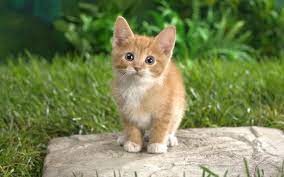 Create meme: little kitty, kitties, ginger kitten