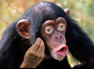 Create meme: monkey, female chimpanzee, chimp meme