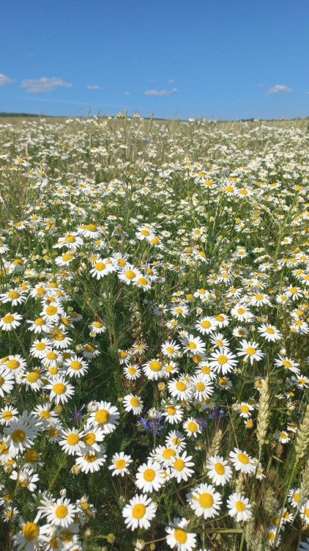 Create meme: field of daisies, chamomile field, a field with daisies and a bike
