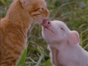 Create meme: animals cute, pig