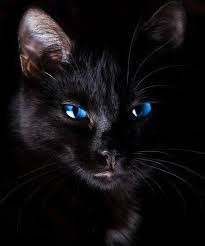 Создать мем: черная кошка, Чайный домиК