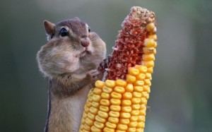 Создать мем: фотографии животных, corn, зверушки