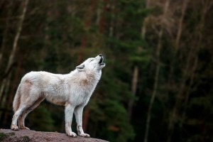 Create meme: white polar wolf, arctic wolf, white wolf howls