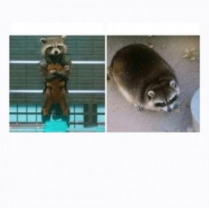 Create meme: The raccoon before and after