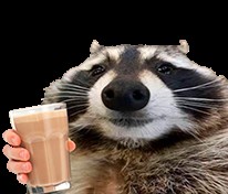 Create meme: raccoon , raccoon , The raccoon meme