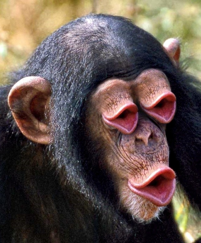 Create meme: chimpanzee surprised, chimpanzee, male chimpanzee