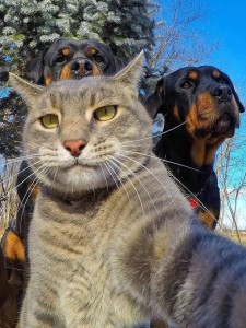 Create meme: Pets, cat Manny, cat