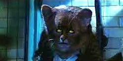 Create meme: cats, Hermione cat photo, cat Hermione