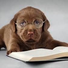Создать мем: книга очки, лабрадор, собаки щенки