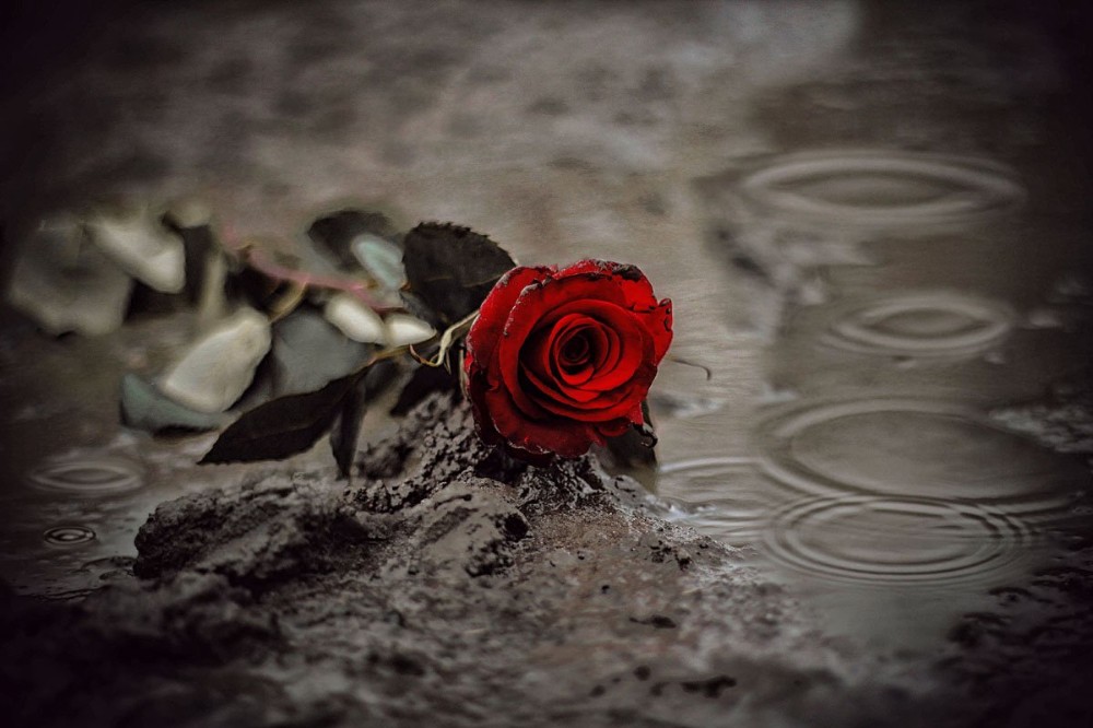 Создать мем: красные розы, розы под дождем, алые розы