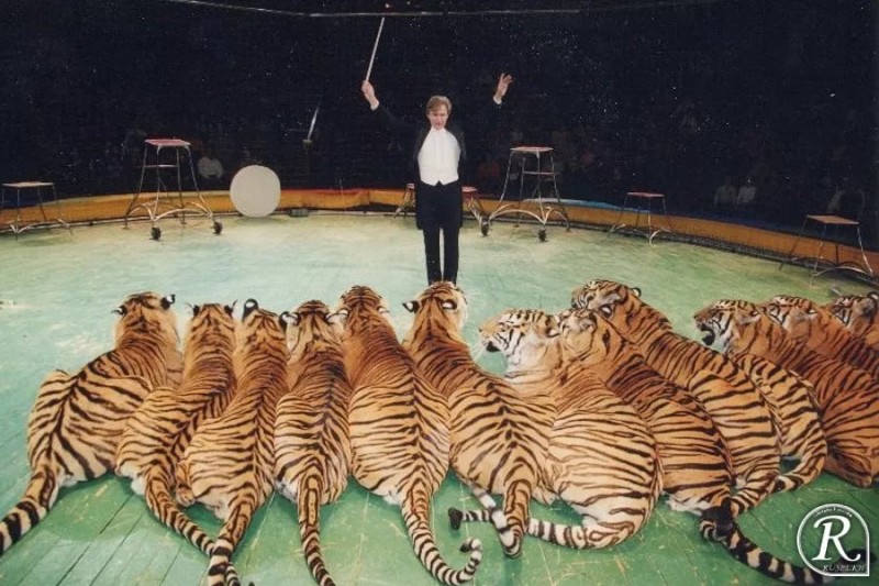 Создать мем: цирк братьев запашных 2008, тигр королевский, цирк суматранские тигры