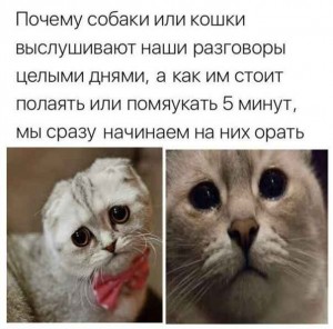 Создать мем: очень жаль грустные картинки очень жаль, грустный котик, кошка прислушивается